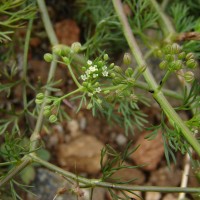 Cyclospermum leptophyllum (Pers.) Sprague ex Britton & P.Wilson